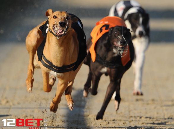 CÁC LOẠI CƯỢC ĐUA CHÓ ẢO 12BET CÁC LOẠI CƯỢC ĐUA CHÓ ẢO 12BET