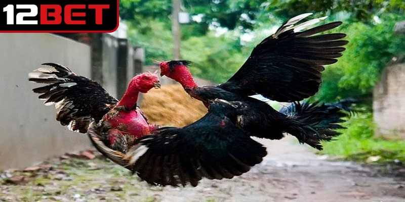 Cách Nuôi Gà Chọi Chuẩn Chuyên Gia Cho Chiến Kê Khỏe Mạnh 2 Gà chọi là giống đặc biệt được huấn luyện để thi đấu, cá cược giải trí