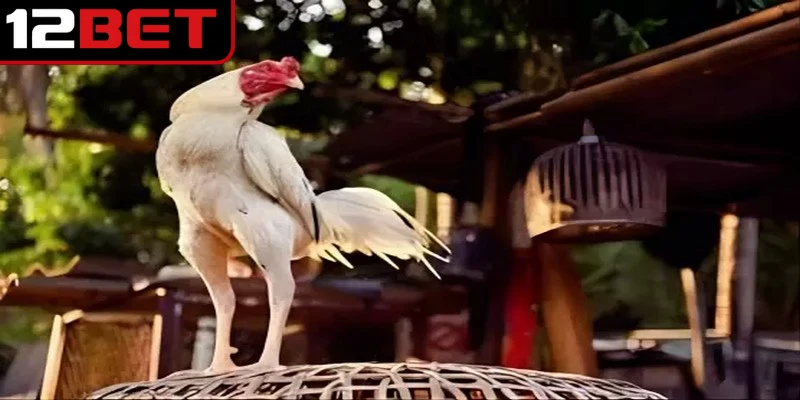 Cách Nuôi Gà Chọi Chuẩn Chuyên Gia Cho Chiến Kê Khỏe Mạnh 4 Mẹo chăm sóc gà đá hiệu quả, chủ động trong mùa nắng