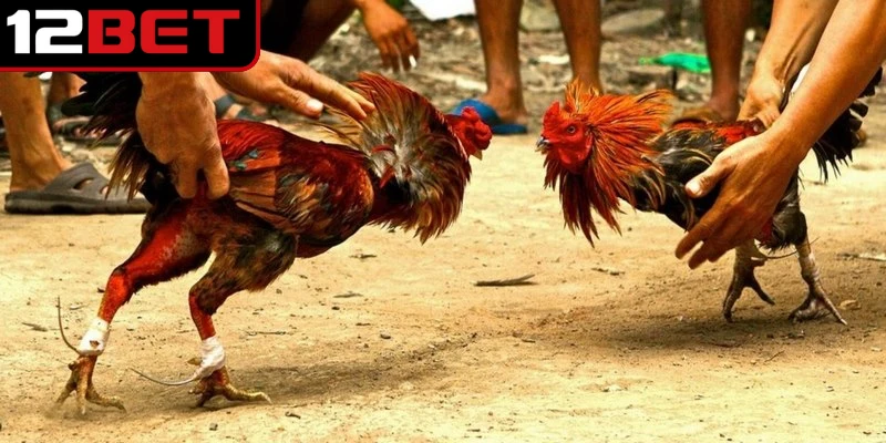 Đá gà trực tuyến thông qua các sân cược uy tín hiện nay 