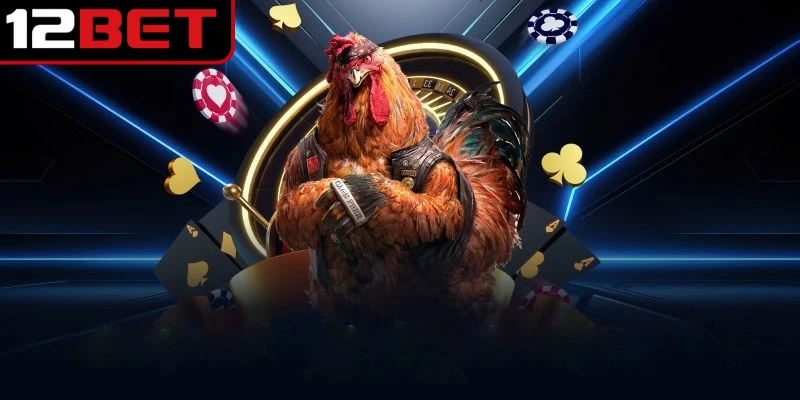 Gà Tre là giống gà có ngoại hình nhỏ bé có sức chiến đầu lớn