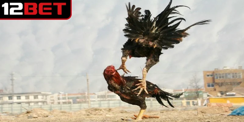 Đá Gà Trực Tiếp Thomo 24/7 - Xem Hay, Cá Cược Chuẩn 4 Một vài lưu ý quan trọng khi tham gia các trận đấu đá gà trực tiêp Thomo 24/7