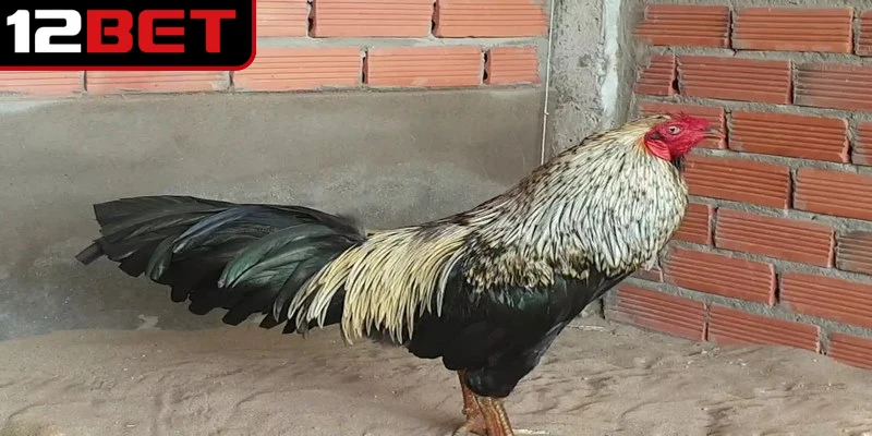 Gà chuối là gì được nhiều anh em mê cá cược chọi kê quan tâm