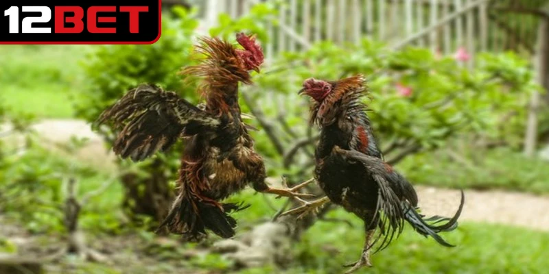 Tỷ lệ thưởng trong các trận đấu luôn minh bạch và công bằng