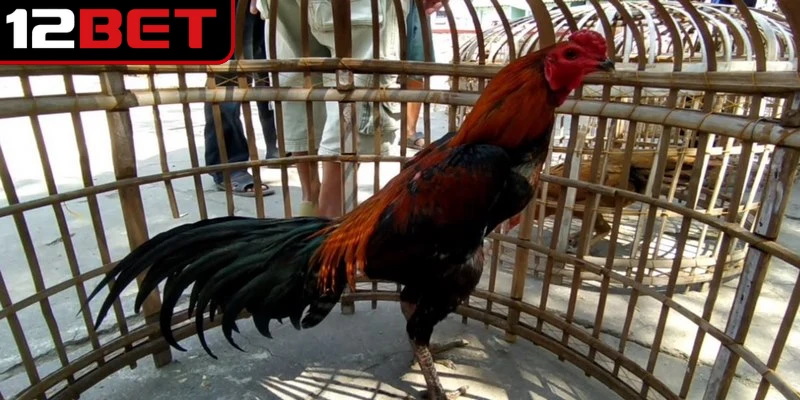 Gà đá Thái Lan - Khám phá chiến kê từ xứ Chùa Vàng 3 Gà đá Thái Lan nổi bật nhờ sở hữu ngoại hình săn chắc và lối đá tinh tế