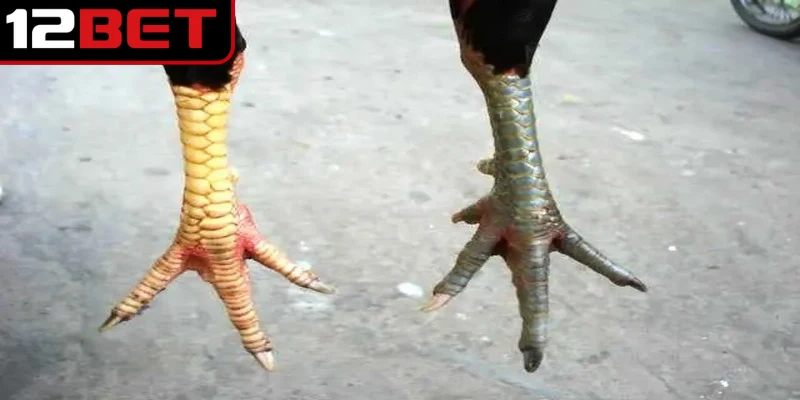 Lưu ý nhiều yếu tố đặc biệt trong hướng dẫn xem vảy gà đá cựa sắt