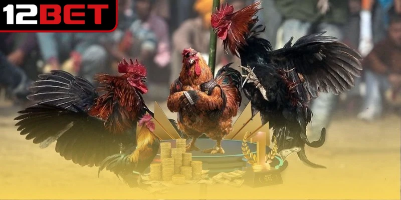 Thuật Ngữ Đá Gà - Cẩm Nang Ý Nghĩa Chi Tiết Tối Ưu 3 Trong lĩnh vực chăn nuôi và huấn luyện có nhiều từ ngữ đặc biệt