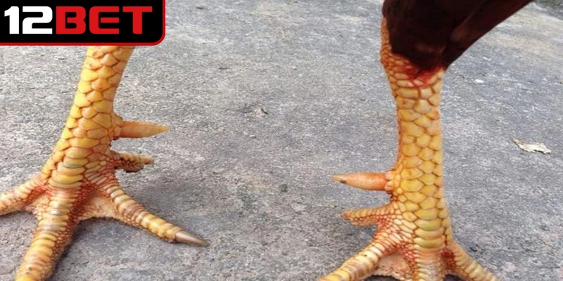 Vảy Gà Án Thiên - Cách Nhận Biết Và Ý Nghĩa Đặc Biệt 4 Ý nghĩa đặc biệt của vảy gà án thiên đối với khả năng thi đấu của chiến kê