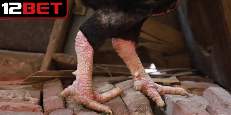 Vảy Gà Tam Tài - Bí Quyết Nhận Biết Và Chăm Sóc Chiến Kê 4 Bật mí cách chọn và nuôi chiến kê vảy gà tam tài