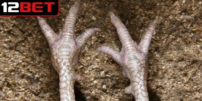 Chiến kê có hình thái vảy gà tứ quý thông thường