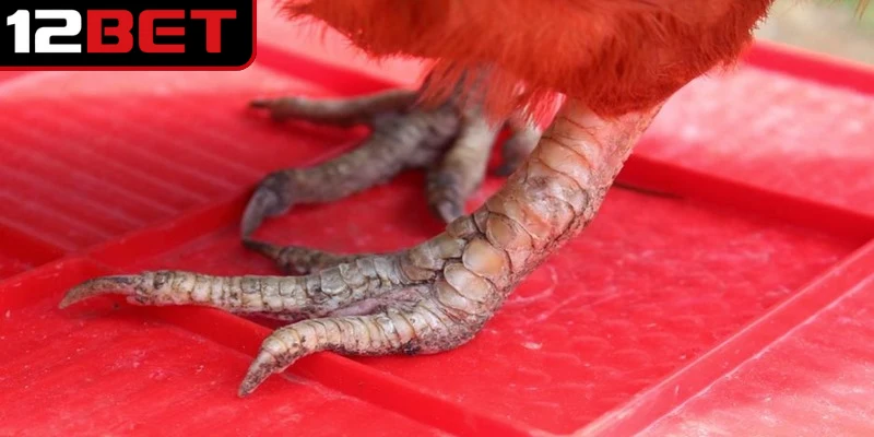 Mẹo nhận diện và chăm sóc chiến kê vảy gà tứ quý