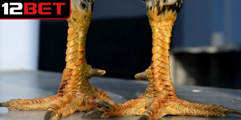  Vảy gà tứ quý phủ địa vẫn luôn nằm trong nhóm được sư kê ưu tiên